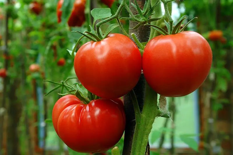 Un primer plano de tres tomates maduros que crecen en el jardín en un fondo de enfoque suave.