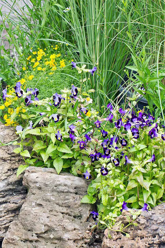 Una imagen vertical de una escena de jardín con flores violetas y arbustos que crecen entre las rocas del paisaje.