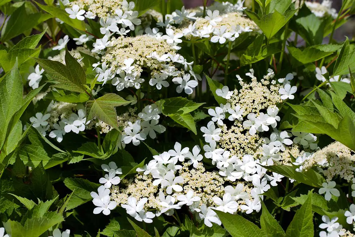 Una imagen horizontal de cerca de las flores blancas y las flores verdes de Viburnum trilobum que crecen en el jardín.