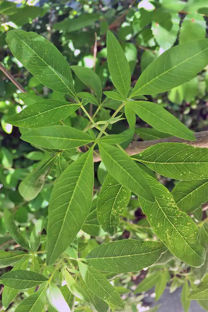 Una imagen vertical de cerca de hojas verdes estrechas de la planta vitex que crece en sombra parcial.