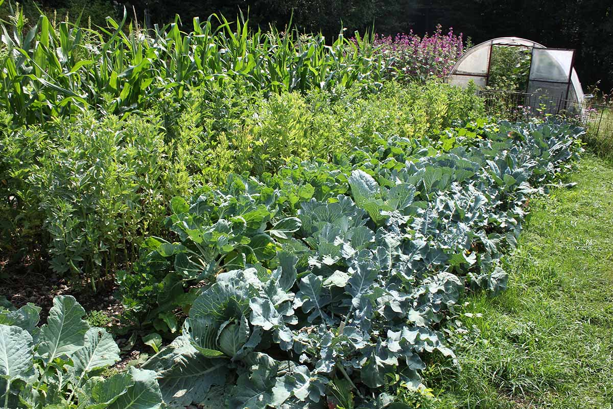 Una imagen horizontal de primer plano de un gran jardín de supervivencia que cultiva una variedad de vegetales diferentes con una casa túnel en el fondo.