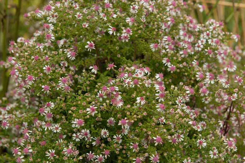 Un primer plano de las delicadas flores blancas con centros rosados ​​de la flor de calicó aster, una planta perenne nativa que brinda un delicioso color otoñal.