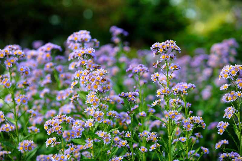 Una plantación masiva de áster tártaro en flor con flores de color violeta.