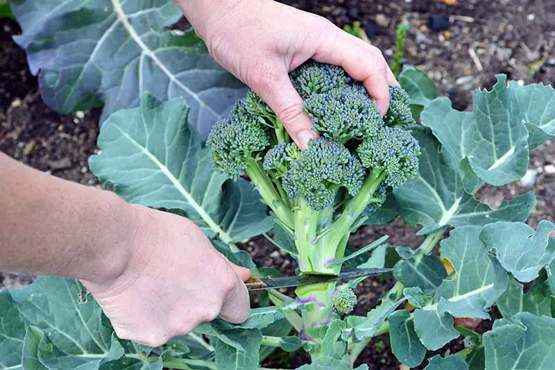 Una imagen horizontal muy recortada de dos manos usando un cuchillo para cortar el tallo de una cabeza de brócoli de la planta para cosecharla.