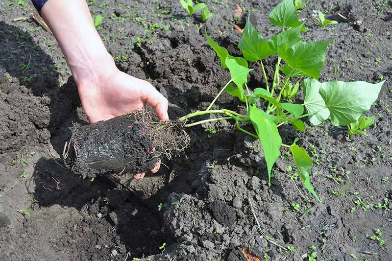 Una mano a la izquierda del marco agarra la base de una pequeña planta de batata con hojas verdes y raíces que crecen en un montón de tierra negra para macetas, con un agujero excavado en tierra marrón en el fondo.