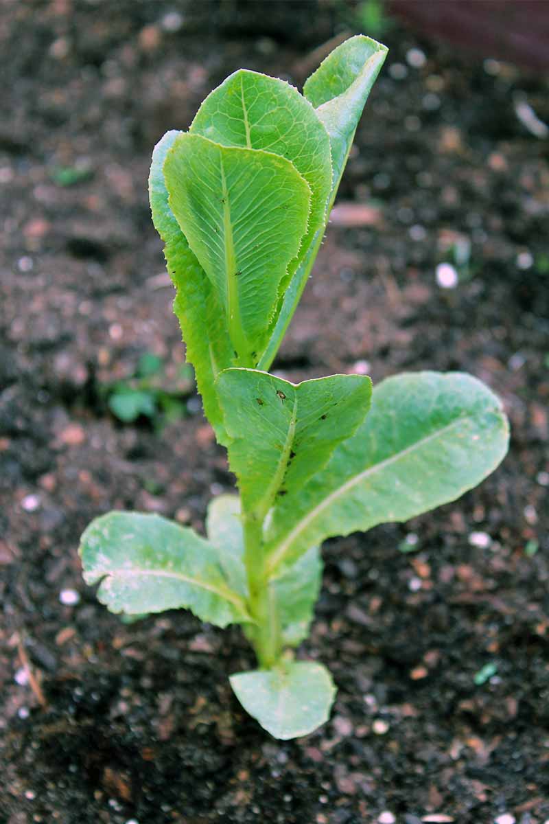 Lechuga romana bebé verde que crece en suelo marrón.