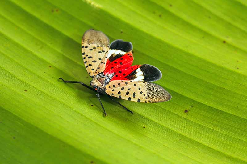 Primer plano de una mosca linterna manchada con alas extendidas.  Las alas internas son rojas con manchas negras, con puntas blancas y negras.  Las alas exteriores son de color canela, con manchas negras cerca del cuerpo.  El fondo es una hoja verde.