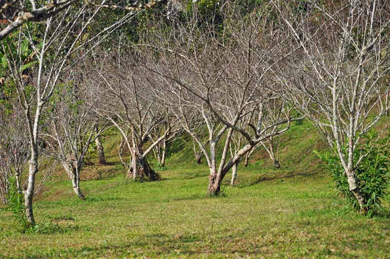 Árboles frutales muertos por pudrición de la raíz del algodón (Phymatotrichum omnivorum) en un huerto.