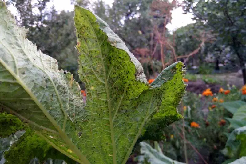 Un primer plano de una gran hoja verde infestada de pequeños insectos negros, con una escena de jardín en foco suave en el fondo.