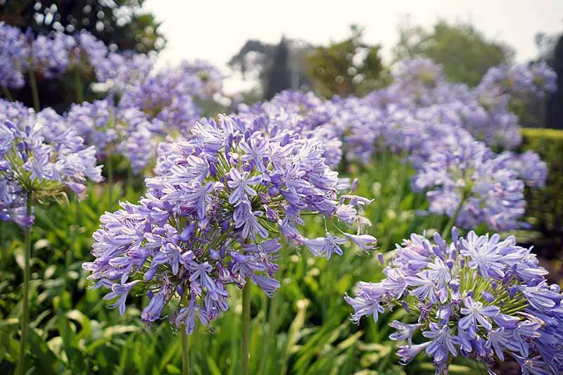 Una imagen horizontal de primer plano de flores de agapanto azul brillante que crecen en el jardín representadas en un fondo de enfoque suave.