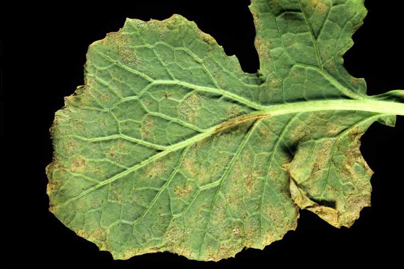 Infección por mildiú velloso (Peronospora parasitica) en el envés de una hoja de nabo.  Fondo negro.