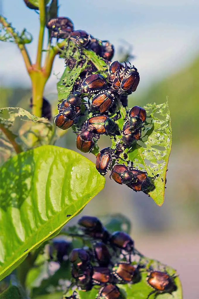 Muchos escarabajos japoneses se agruparon en una planta, ansiosos por comer.