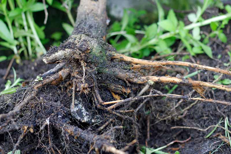 Raíces de árboles infectadas con pudrición de la raíz.