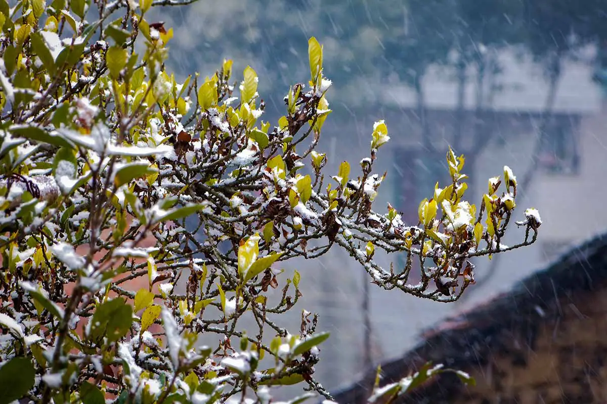 Una imagen horizontal de cerca de las ramas de un arbusto de gardenia cubierto de escarcha en un fondo de enfoque suave.