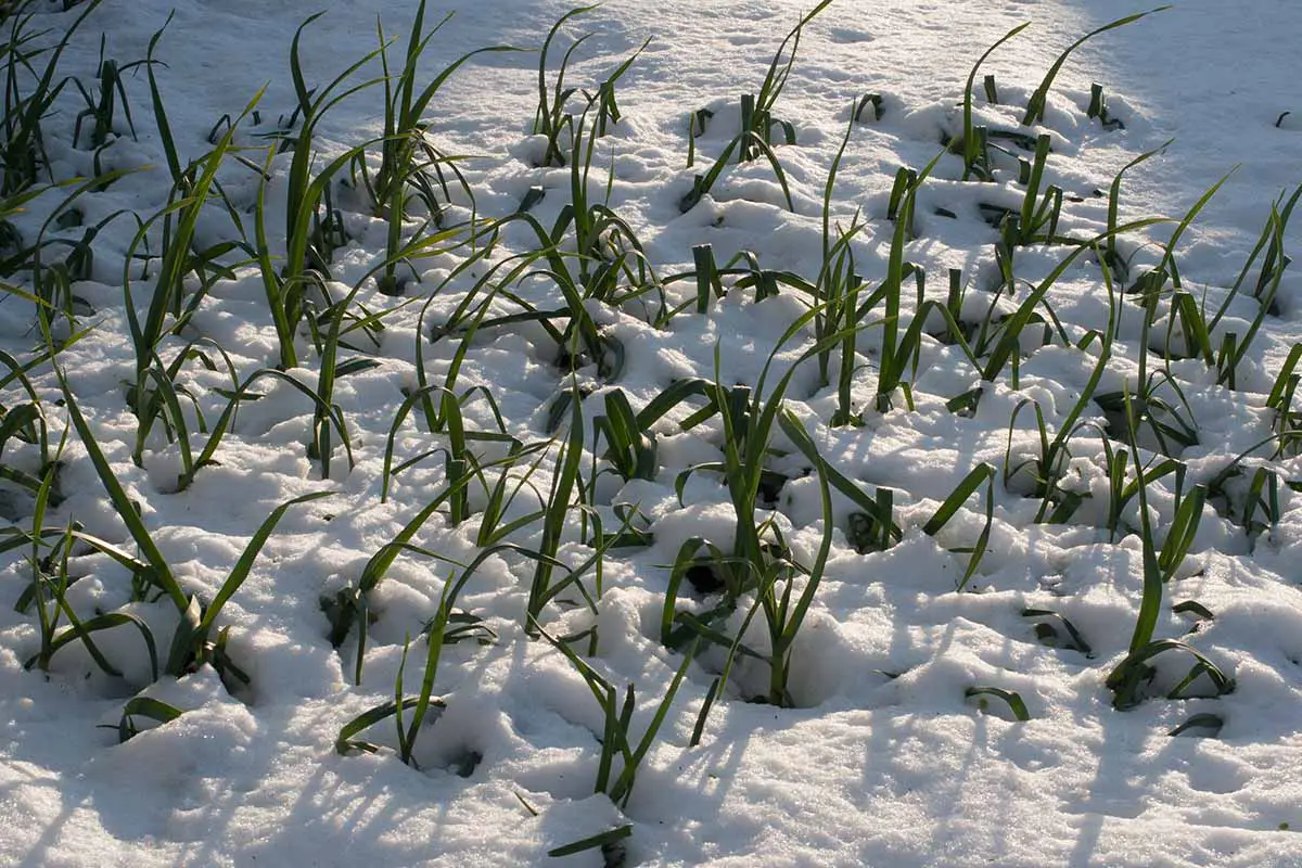 Una imagen horizontal de cerca de brotes de cebolla empujando a través de la nieve en los meses de invierno.