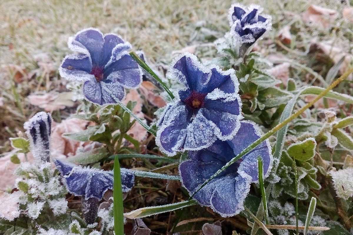 Una imagen horizontal de cerca de petunias azules que crecen en el jardín cubierto de escarcha ligera.