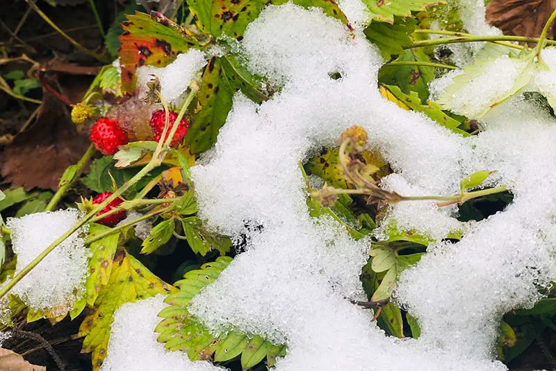 Una imagen horizontal de cerca de una planta de fresa que crece en el jardín bajo una fina capa de nieve.