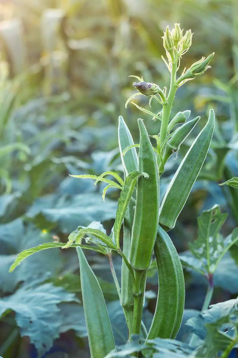 Imagen de primer plano de okra lista para cosechar, creciendo en el tallo en un jardín de verduras casero.