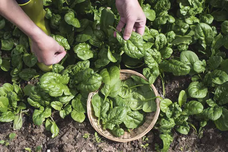 Una imagen horizontal de primer plano de dos manos recogiendo verduras del jardín y colocándolas en una pequeña cesta de mimbre.