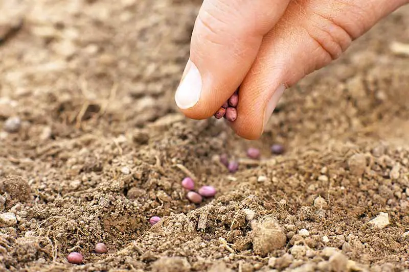 Primer plano de los dedos colocando semillas de daikon en un hueco poco profundo en el suelo.