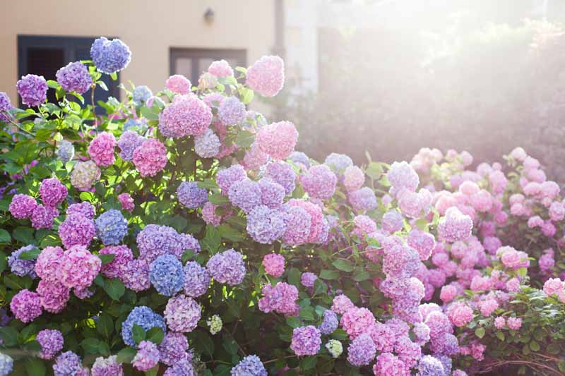 Hortensias rosas, moradas y azules en flor bajo el sol de la mañana.