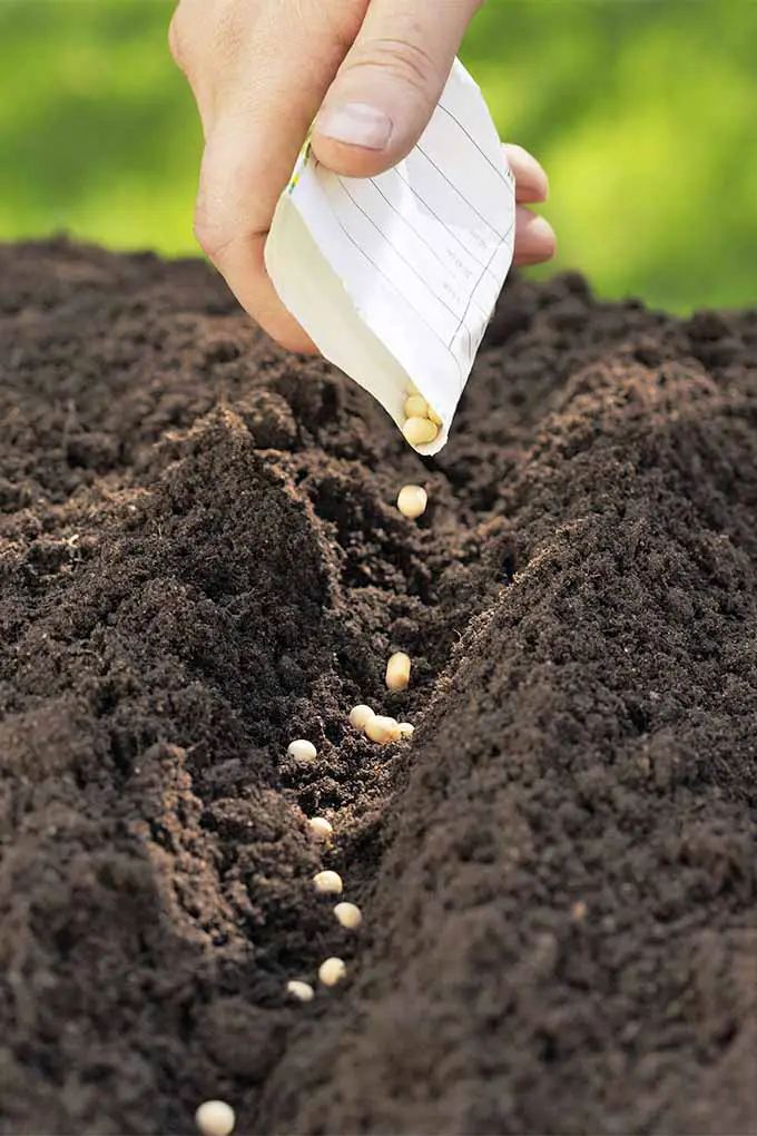 Una hilera de tierra negra apilada con una mano sosteniendo un paquete de semillas blancas y esparciendo semillas redondas de color beige en la chuleta.