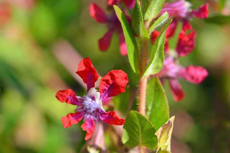 Primer plano de flores de cuphea con cara de murciélago rosa y púrpura que crecen en un jardín paisajístico.