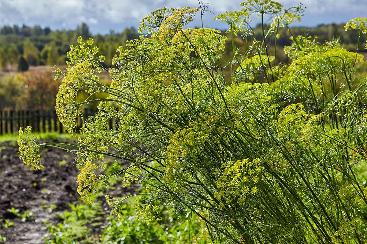 Una escena de jardín con plantas grandes y maduras de eneldo (Anethum graveolens) que crecen bajo el sol brillante con árboles en un enfoque suave en el fondo.