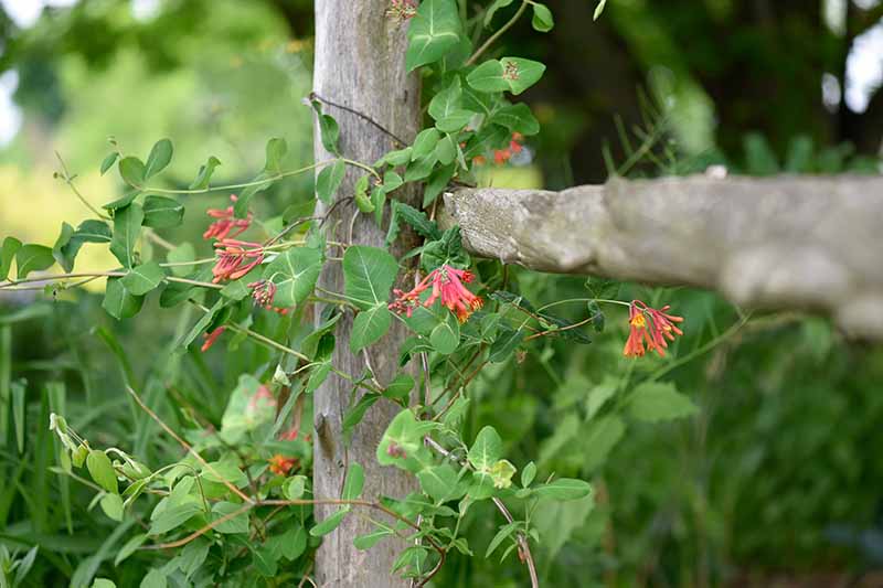 Una imagen horizontal de primer plano de flores rojas de madreselva que crecen en la vid en una valla de madera.