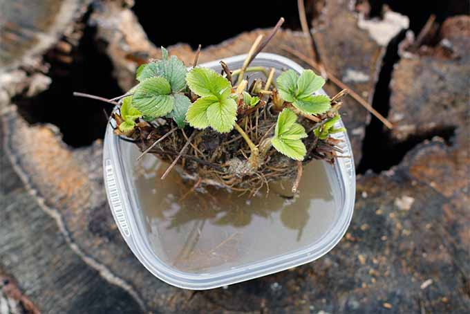 Pequeña planta de fresa de raíz desnuda empapada en un recipiente cuadrado de plástico con agua.