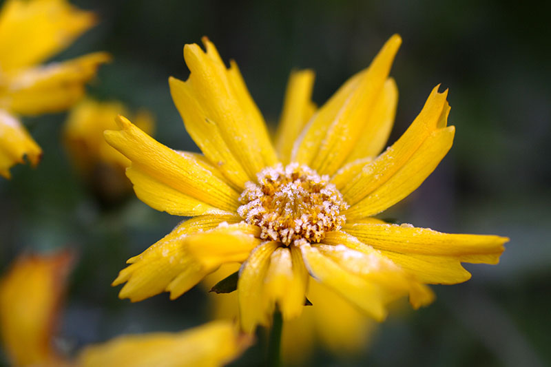 Una imagen horizontal de primer plano de una flor de semilla de garrapata amarilla brillante cubierta con un ligero polvo de escarcha en un fondo oscuro de enfoque suave.