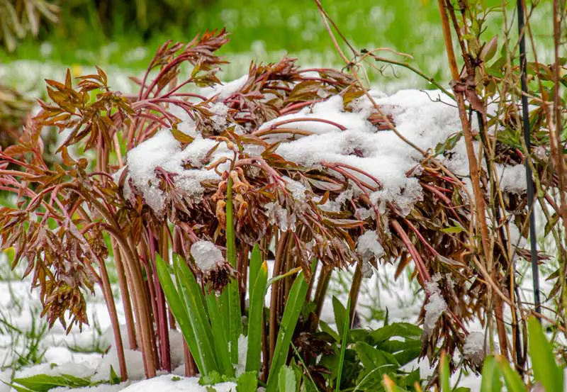 Una imagen horizontal de primer plano de una planta de peonía perenne con tallos y follaje de color marrón rojizo fotografiados con un ligero polvo de nieve en el suelo y en la planta, sobre un fondo de enfoque suave.