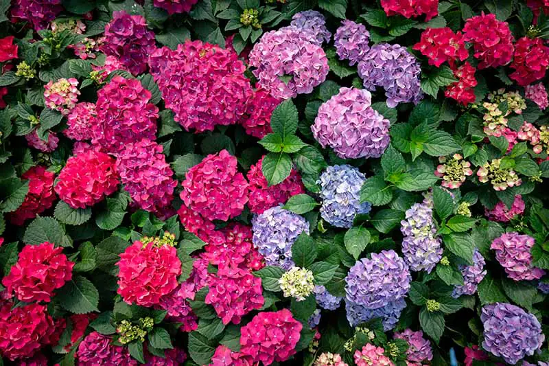 Una imagen horizontal de primer plano de gloriosas flores de hortensias en azul, rojo, rosa y púrpura que crecen en el jardín de verano rodeado de un follaje verde intenso.