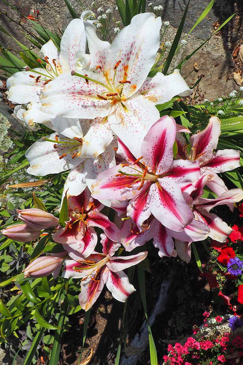 Flores y capullos de lirio oriental de color rosa oscuro y claro y blanco, con follaje verde, bajo el sol brillante.