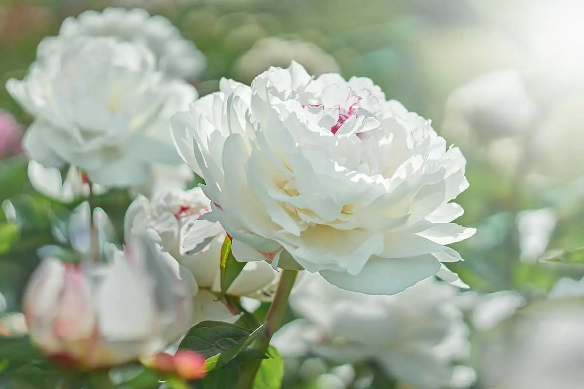Una imagen horizontal de primer plano de flores de peonía blanca que crecen en el jardín en un fondo de enfoque suave.