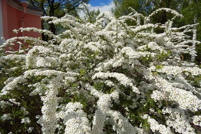 Un gran arbusto de espirea de flores blancas que crece en un patio trasero.