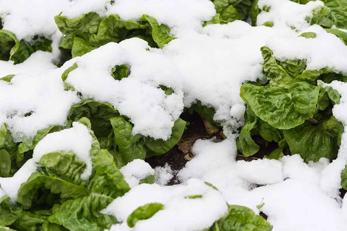 Una imagen horizontal de primer plano de una parcela de verduras cubiertas por un manto de nieve.