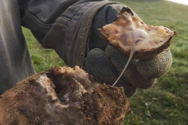 Un agricultor sostiene una papa recién desenterrada que muestra un desastre de podredumbre blanda bacteriana en el interior del tubérculo.