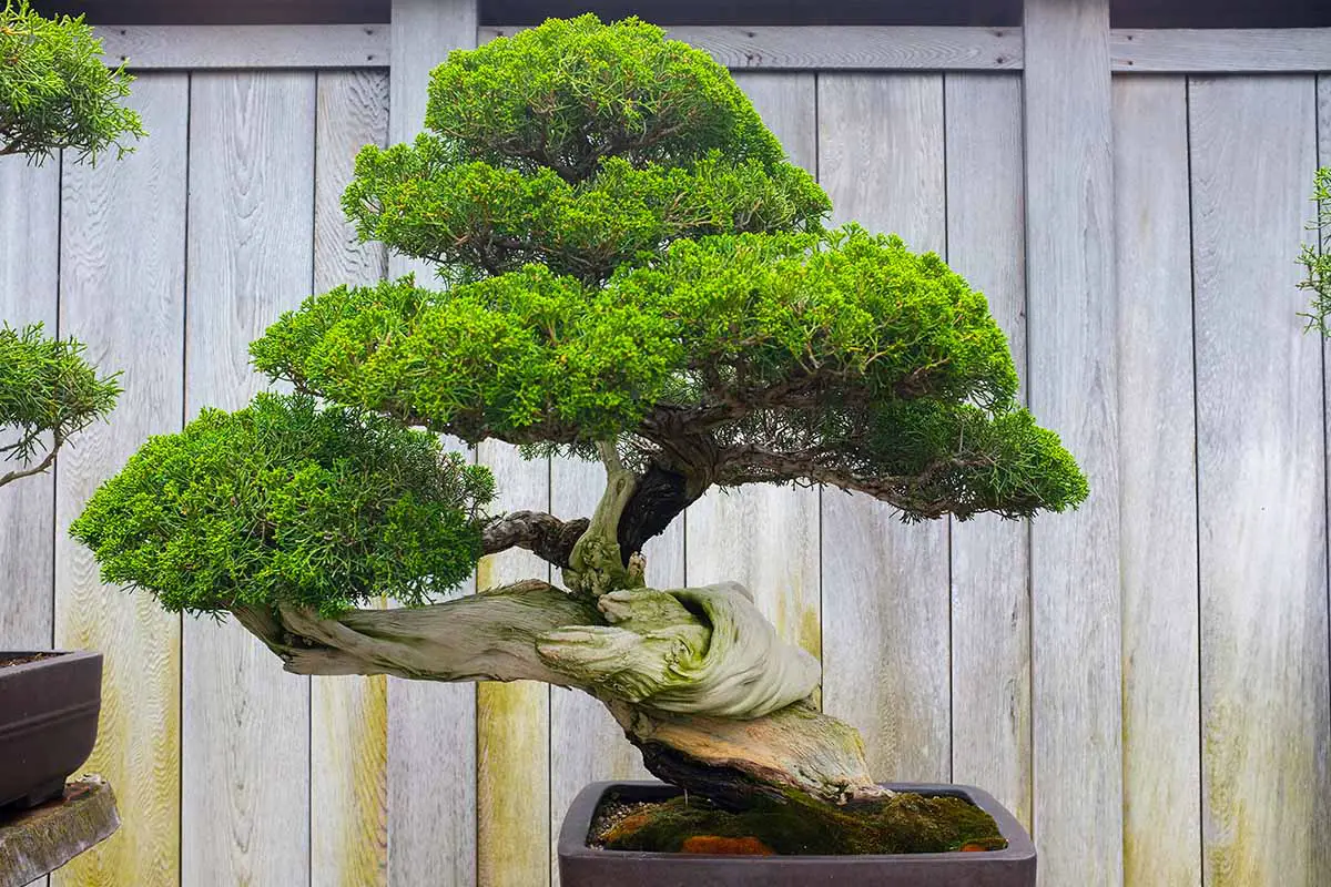Una imagen horizontal de primer plano de un bonsái con una valla de madera en el fondo.