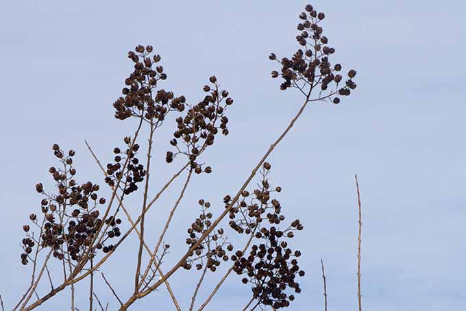 Vainas de semillas de Crape Myrtle en invierno |  