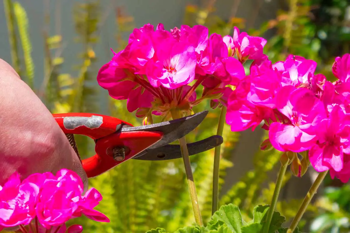Una imagen horizontal de primer plano de una mano desde la izquierda del marco usando un par de tijeras de podar para flores de geranio muertas representadas a la luz del sol.
