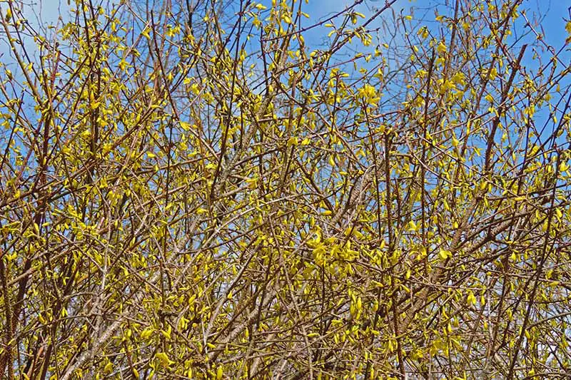 Una imagen horizontal de primer plano de un arbusto forsythia cubierto con flores amarillas brillantes en un fondo de cielo azul.