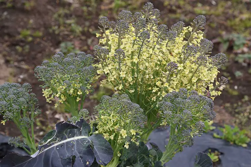 Una imagen horizontal de primer plano de una planta de brócoli que ha producido cabezas a las que se les ha permitido florecer con flores amarillas brillantes, representada en un fondo de enfoque suave.