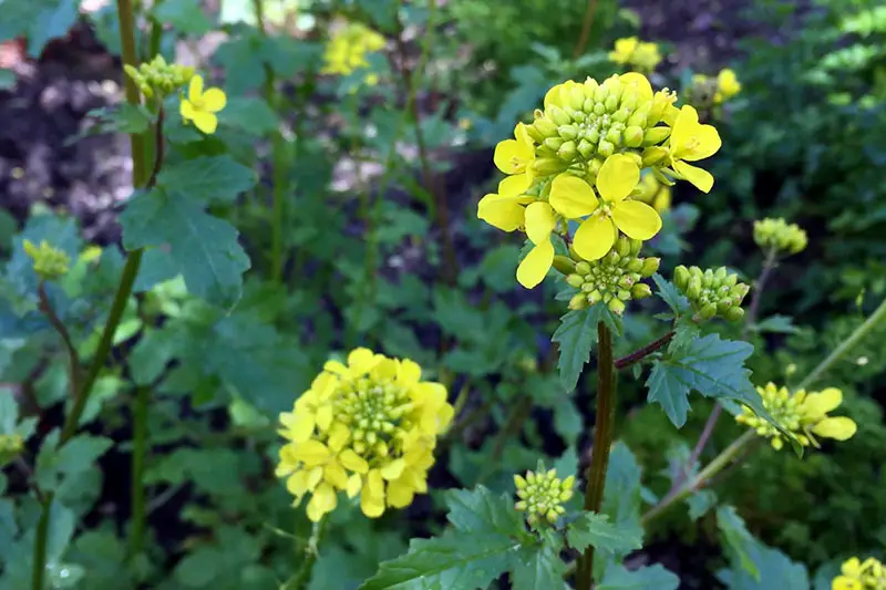 Una imagen horizontal de primer plano de flores amarillas brillantes que se forman en la parte superior de tallos largos fotografiados en un fondo de enfoque suave.