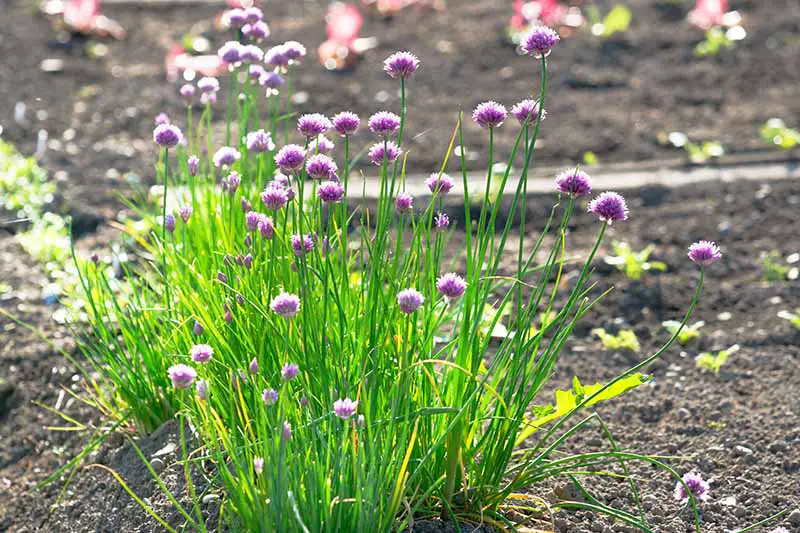 Un primer plano de un grupo de Allium schoenoprasum que crece en el jardín de verano, fotografiado bajo el sol brillante, con tallos verdes y flores de color púrpura claro sobre un fondo de enfoque suave.