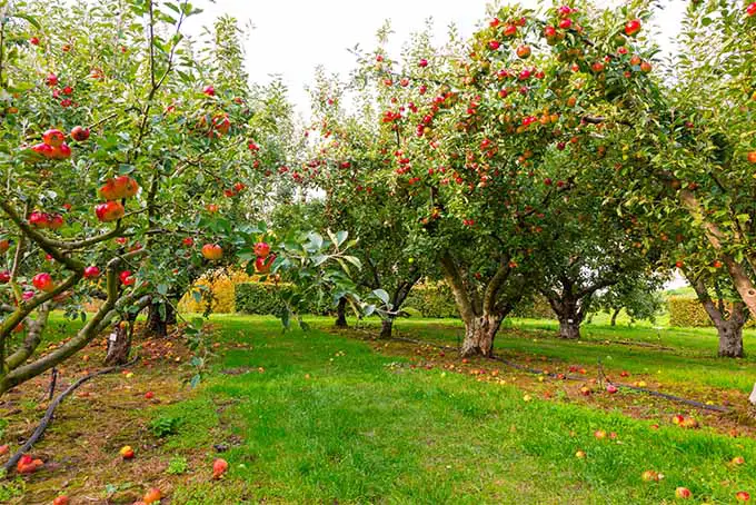 Un huerto de manzanos con varias hileras de árboles cargados de frutos rojos y amarillos listos para ser recogidos.  Entre las filas, la hierba es de color verde brillante y está bien recortada.