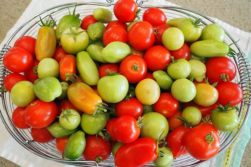 Una imagen horizontal de primer plano de una cesta de alambre de metal que contiene una selección de tomates rojos maduros y frutas verdes inmaduras colocadas sobre un paño en una encimera.