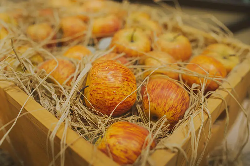 Una imagen horizontal de primer plano de una caja de madera que contiene manzanas recién cosechadas para almacenamiento fresco a largo plazo rodeada de paja, representada en un fondo de enfoque suave.