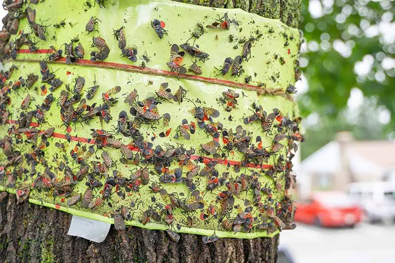 Una banda de cinta adhesiva verde, unida alrededor del tronco de un árbol, con cientos de moscas linterna manchadas atrapadas en ella.  La corteza es visible a ambos lados de la cinta, y hay hojas y automóviles en foco suave detrás.