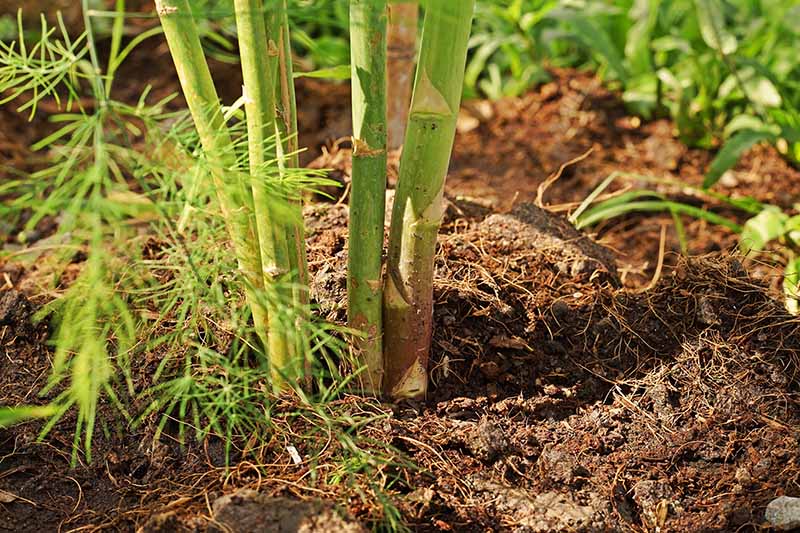 Una imagen horizontal de cerca de una planta de espárragos que sufre de pudrición de la corona y la raíz que crece en el jardín fotografiado a la luz del sol.